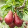 Red Clapps European Pear -Home Fruit Tree shutterstock 97703081 1
