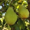 Butt European Perry Pear 1 Butt European Perry Pear -Home Fruit Tree shutterstock image 10 1