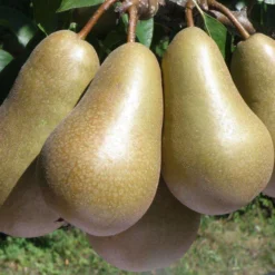 Conference European Pear