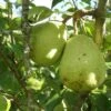 Duchesse D'Angouleme European Pear -Home Fruit Tree shutterstock image 13 1