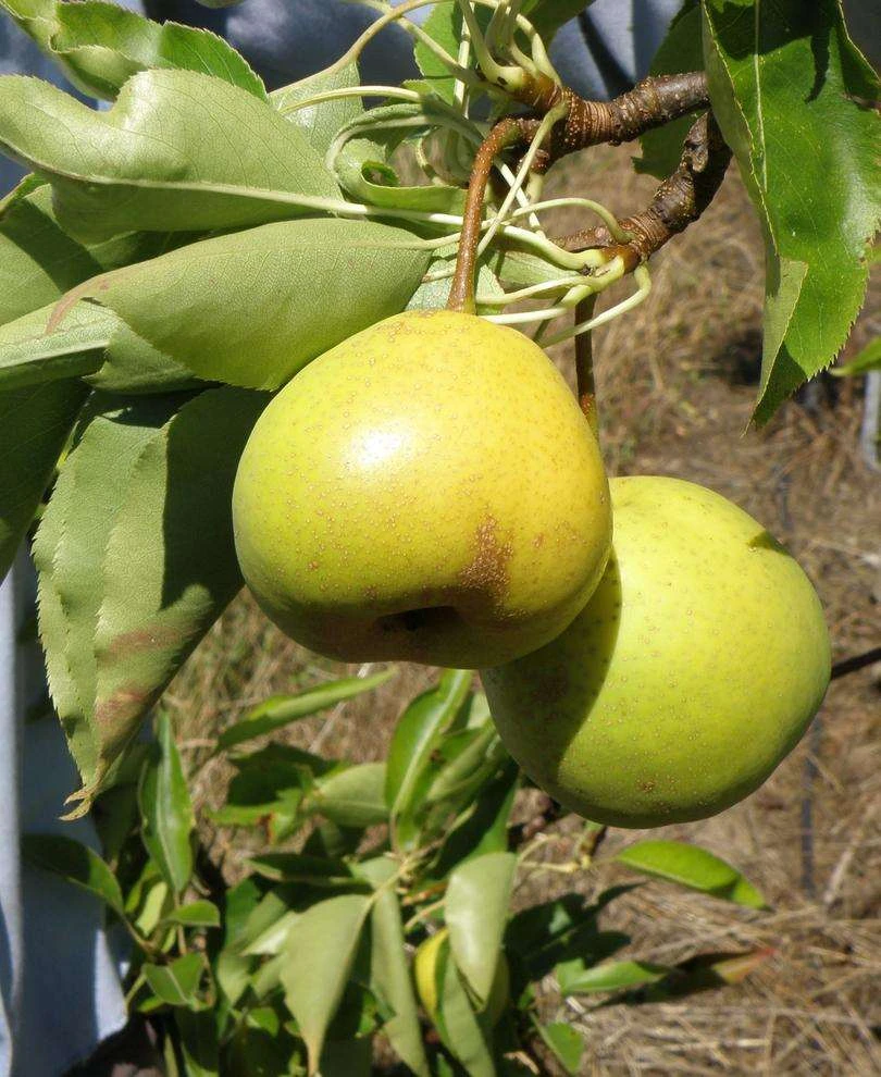 Awesome Asian Pear Bundle No. 2 3 Awesome Asian Pear Bundle No. 2