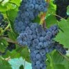 Muscat Of Norway Grape -Home Fruit Tree shutterstock image 3 1