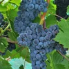 Muscat Of Norway Grape -Home Fruit Tree shutterstock image 3 1 scaled