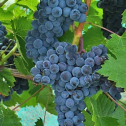 Muscat Of Norway Grape