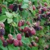Marionberry -Home Fruit Tree shutterstock image 4 1 1 1