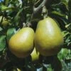 Blake's Pride European Pear -Home Fruit Tree shutterstock image 9 1