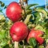 Early Pink Lady Apple -Home Fruit Tree shutterstock image 943b9d3d e7a9 422a 8518 cd4d734f9699 1