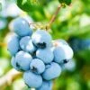 Alpha Toro Blueberry -Home Fruit Tree shutterstock 1037342359 1