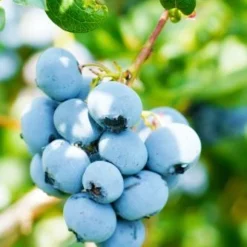 Alpha Toro Blueberry