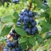 Olympia Blueberry -Home Fruit Tree shutterstock 1061747792 1