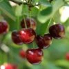 Hudson Cherry 1 Hudson Cherry -Home Fruit Tree shutterstock 109532414hudson