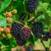 Columbia Sunrise Thornless Blackberry -Home Fruit Tree shutterstock 1137185042