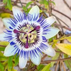 Blue Crown Passionflower