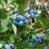 Patriot Blueberry -Home Fruit Tree shutterstock 114159136 2