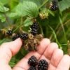Wild Treasure Thornless Trailing Blackberry -Home Fruit Tree shutterstock 1165079023 1