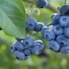 Razz ™ Blueberry -Home Fruit Tree shutterstock 1192869643