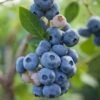 Reka Blueberry 2 Reka Blueberry -Home Fruit Tree shutterstock 1192869697 1