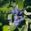 Alpha Emerald Blueberry -Home Fruit Tree shutterstock 1192870129 1
