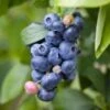 Spartan Blueberry -Home Fruit Tree shutterstock 1195250827 1