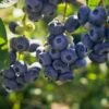 Darrow Blueberry 1 Darrow Blueberry -Home Fruit Tree shutterstock 1195256659
