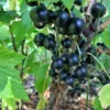 September Black Currant 2 September Black Currant -Home Fruit Tree shutterstock 1304722648 scaled