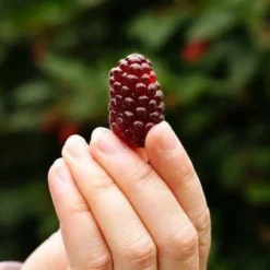 Thornless Loganberry