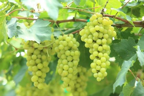 Niagara Grape 3 Niagara Grape