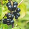 Titania Black Currant 2 Titania Black Currant -Home Fruit Tree shutterstock 1454867285