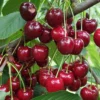 Danube Cherry 2 Danube Cherry -Home Fruit Tree shutterstock 1455581603 scaled