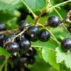Ben More Black Currant 1 Ben More Black Currant -Home Fruit Tree shutterstock 1482109526