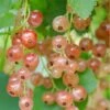 Pink Champagne Currant -Home Fruit Tree shutterstock 1485591821