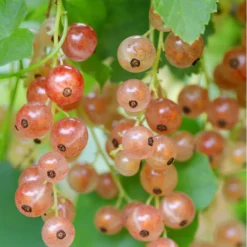 Pink Champagne Currant