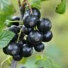 Minaj Smyriou Black Currant -Home Fruit Tree shutterstock 1497701447