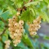 Blanca White Currant -Home Fruit Tree shutterstock 1551737345
