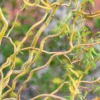 Corkscrew Willow 2 Corkscrew Willow -Home Fruit Tree shutterstock 1747733237 scaled