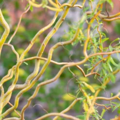 Corkscrew Willow