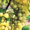 Interlaken Seedless Grape -Home Fruit Tree shutterstock 228403507