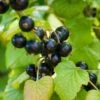 Otelo Black Currant 2 Otelo Black Currant -Home Fruit Tree shutterstock 288370247