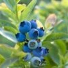 Blueray Blueberry -Home Fruit Tree shutterstock 304755110 1