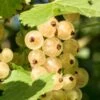 Primus White Currant -Home Fruit Tree shutterstock 400449280