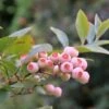 Alpha Pink Popcorn® Blueberry -Home Fruit Tree shutterstock 449143405