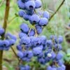 Alpha Bluegold Blueberry -Home Fruit Tree shutterstock 460547209