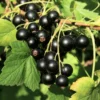 Wellington XXX Black Currant -Home Fruit Tree shutterstock 49241371 scaled