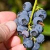 Alpha Northblue Blueberry 1 Alpha Northblue Blueberry -Home Fruit Tree shutterstock 53094361