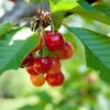 Kansas Sweet Cherry -Home Fruit Tree shutterstock 54968818