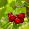 Glacier Cherry -Home Fruit Tree shutterstock 559155565
