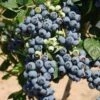 Bluecrop Blueberry -Home Fruit Tree shutterstock 56671291 1