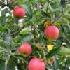 Foxwhelp Cider Apple 1 Foxwhelp Cider Apple -Home Fruit Tree shutterstock 585414392