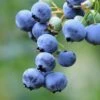 Bushel And Berry® Perpetua® Blueberry -Home Fruit Tree shutterstock 58923367 1