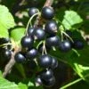 Kirovchanka Black Currant -Home Fruit Tree shutterstock 652922467